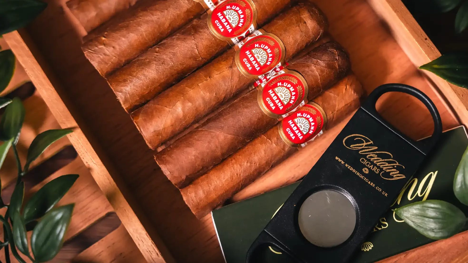 Signature Half Corona 10 Pack